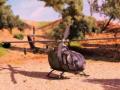 MBB Bo-105C (1:72 Airfix)
