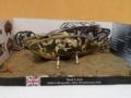 Mark Mk.1 Tank "Male" (1:76 Airfix)