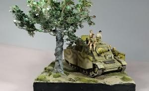 Galerie: Im Schatten der Olive