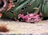 Great Unclean One
