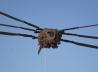 Harkonnen Ornithopter