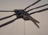 Harkonnen Ornithopter
