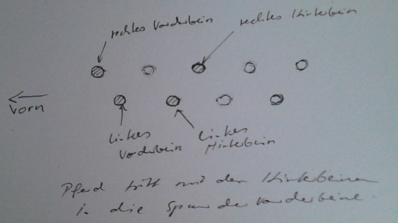 Reiter aus den bionischen Kriegen