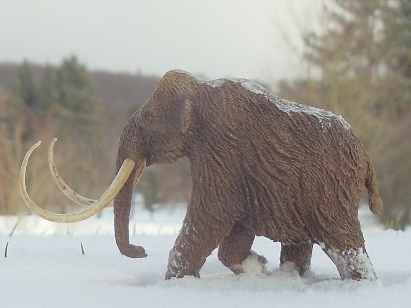 Mammuthus primigenius