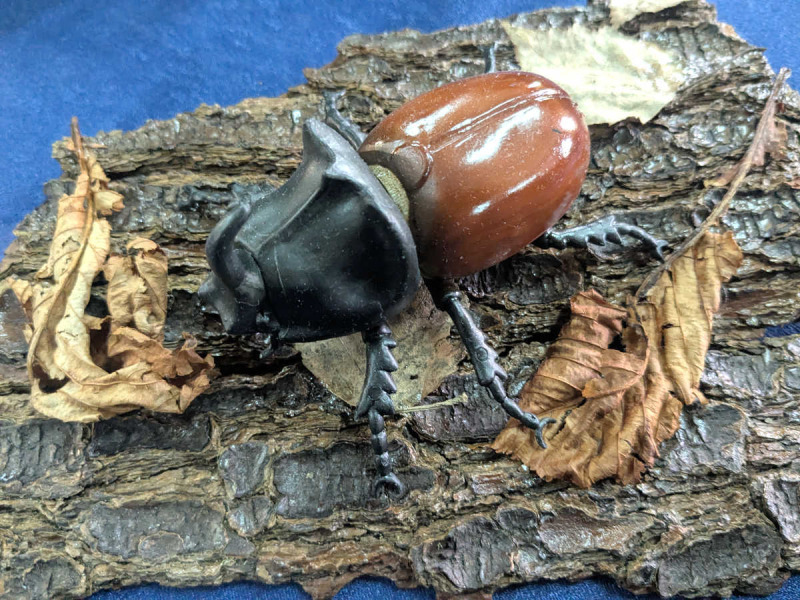 Nashornkäfer Oryctes nasicornis