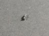 Panhard 178B &quot;47 mm Gun Late Turret&quot;	