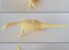 Therizinosaurus cheloniformis