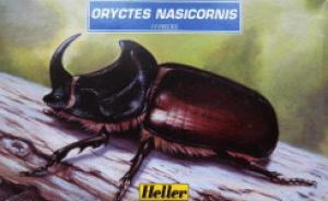 Oryctes Nasicornis - Nashornkäfer