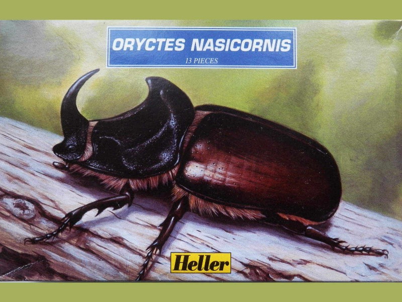 Heller - Oryctes Nasicornis - Nashornkäfer